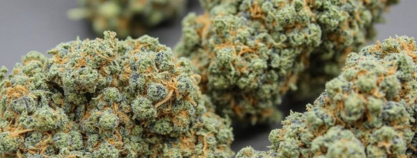 Blue cheese strain effects