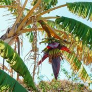 banana runtz seeds