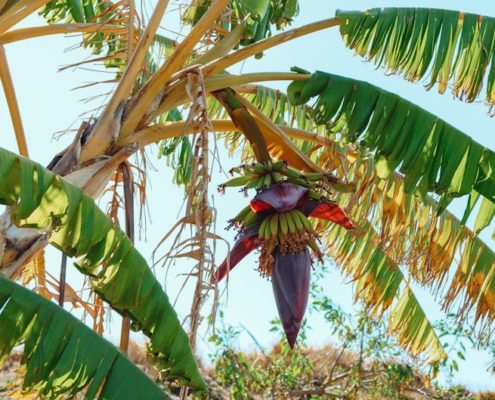 banana runtz seeds