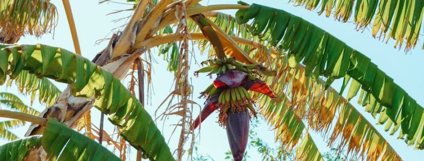 banana runtz seeds