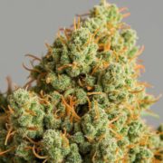 Chemdawg cannabis strain