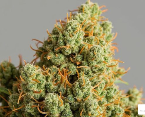 Chemdawg cannabis strain